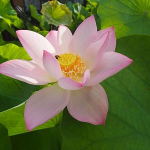 娃娃蓮（あいあいれん）中・小型・一重（中国のものとは別）