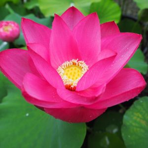 愛蓮紅（あいれんこう）紅・一重・中型・中国・2003年に育成・とても花つきがよい品種