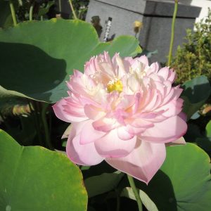羊城碗蓮(ようじょうわんれん)紅・八重・碗蓮・中国広東省広州市伝統品種