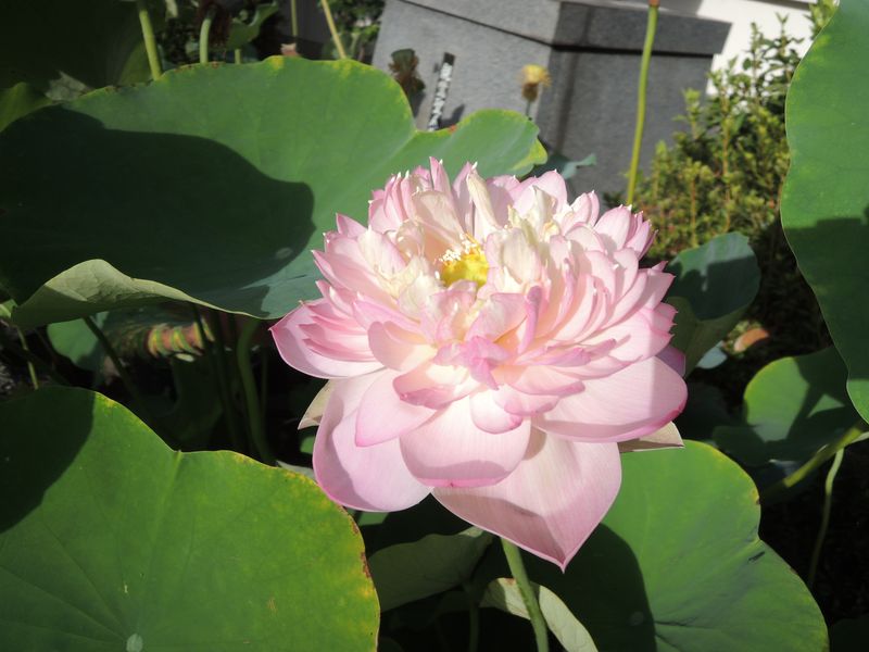 T54 蓮の花（ 、4種完）中国切手T54 蓮（ハス）花 4種完