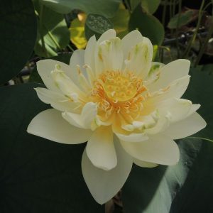 ｸﾘｽﾀﾙﾋﾞｭｰﾃｨｰ　黄白・一重・小型・中国・妃翠蓮系の自然交配