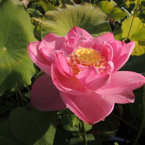 紫重陽(しじょうよう)紅・八重・大型