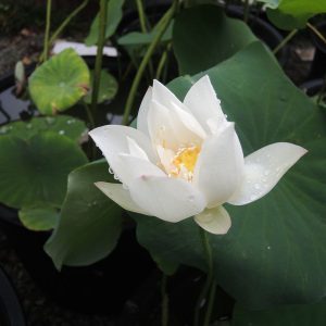 春水緑波（しゅんすいりょくは）白・一重・碗蓮・中国江北省白洋淀荷花大観園