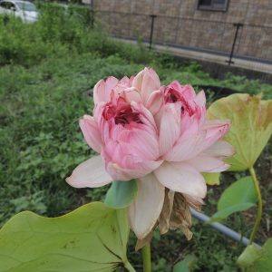 近江妙蓮（おうみみょうれん）桃・千弁・中型・伝承種・滋賀県天然記念物・別名「妙蓮」「瑞蓮」