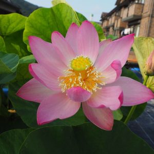 行田蓮（ぎょうだはす）紅・一重・大型・発掘・埼玉県行田市で出土