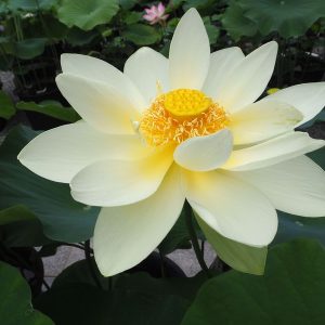 ﾍﾟﾘｰｽﾞｼﾞｬｲｱﾝﾄｻﾝﾊﾞｰｽﾄ 黄白・一重・大型 アメリカ 白万々×黄花蓮 ペリー氏の作（うっすら黄色いとても大きな花）