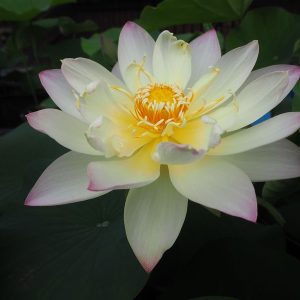 小三色蓮（しょうさんしきれん）黄紅・一重・小型・中国北京植物園・小舞妃の実生