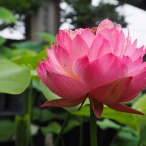 珊瑚（さんご）爪紅・碗蓮・八重・よく咲く・とても小さい
