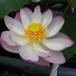 北斗（ほくと）爪紅・一重・小型
