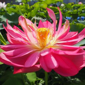 麗華（れいか）紅・八重・大型 月桂冠の自然交配種　富永整氏育成