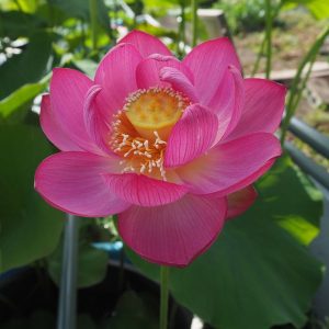 姫万里(ひめまり)桃・一重・中型・金子明雄氏育成・中国の黄舞妃の自然交配種