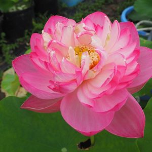 粉霞(ふんか)桃・八重・小型・中国武漢市東湖風景区