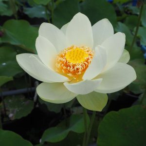 冰嬌(ひょうきょう)黄白・半八重・小型・中国北京植物園・妃翠蓮の自然交配種