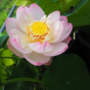 案頭春(あんとうしゅん)桃・半八重・小型