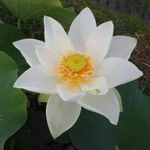 白光蓮(びゃっこうれん)白・一重・中型・名古屋園芸育成・金輪蓮×白君子か?