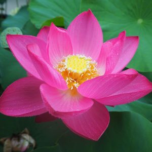 大紅袍（だいこうほう）紅・一重・中型・中国武漢市東湖風景区・大洒錦の自然交配種