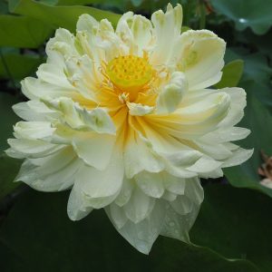 友誼牡丹蓮（ゆうぎぼたんれん）黄白・八重・中型・中国・南京芸蓮育成