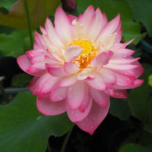玉楼人酔(ぎょくろうじんすい)爪紅・八重・中型・中国東湖風景区