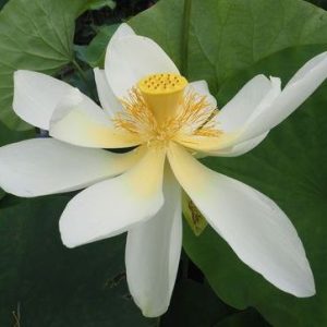 黄花蓮（キバナハスその1）薄黄色・一重・中型（同名あり）