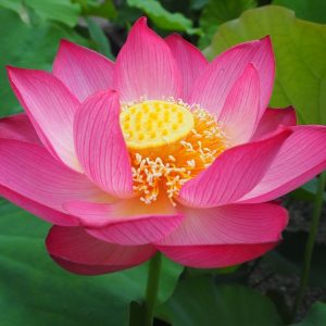 蜀紅蓮（しょっこうれん）紅・一重・中型・伝承種・日本で最も濃い紅色・仏画などに描かれる花