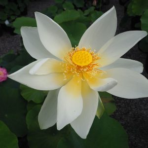 太白蓮（たいはくれん）白・一重・中型・日本在来品種・白川台との混種か？
