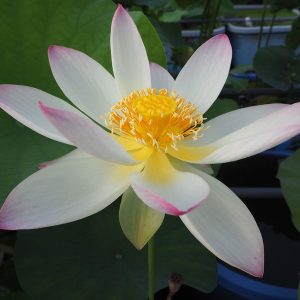 太陽旗（たいようき）一重・黄紅・中型・中国北京蓮花池公園育成・よく咲く