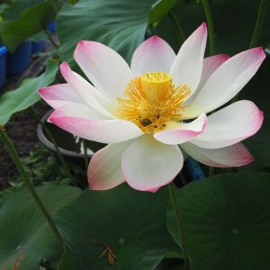 小舞妃（しょうまいひ）黄紅・一重・大型・中国1984年武漢植物研究所・キバナハスとの自然交配種