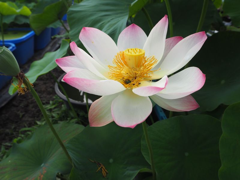 小舞妃（しょうまいひ）1984年武漢植物研究所・キバナハスとの