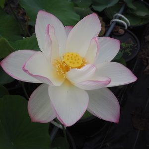 孫文蓮（そんぶんばす）紅・一重・中国・旧名「古幡孫文蓮」・大賀一郎氏育成・孫文が田中隆氏へ贈