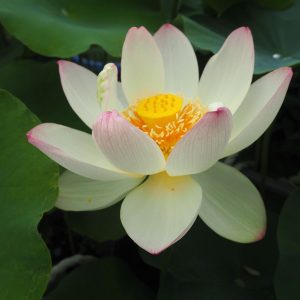黄陽（きよう）黄紅・一重・大型 内田又夫氏育成・王子蓮自然交配