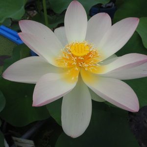 舞妃蓮（まいひれん）黄紅・一重・大型・阪本祐二氏育成・王子蓮×大賀蓮