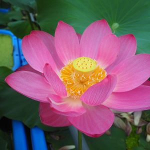 紅富士（べにふじ）紅・一重・大型 榎本氏作出のものとは別