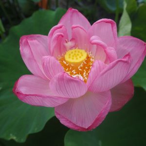中日友誼蓮（ちゅうにちゆうぎれん）桃・一重・大型・中国・武漢植物研究所・中国古代蓮×大賀蓮