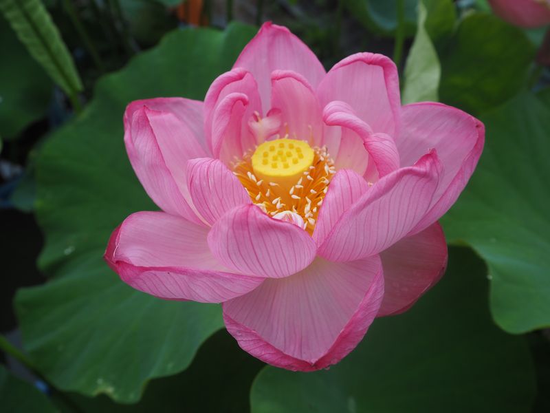 中国 1元 蓮の花 硬貨 中国 1元 蓮の花 硬貨 - メルカリ
