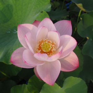 粉娃蓮（ふんあいれん）桃・一重・小型・中国武漢市東湖風景区・娃娃蓮自然交配種