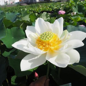 琳風（りんぷう）白・一重・小型