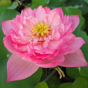 披針紅(ひしんこう)紅・八重・中型・中国南京芸蓮育成