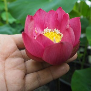 赤鈴（せきれい）紅色・一重・小型・濃い紅の小さい花がとてもよく咲く