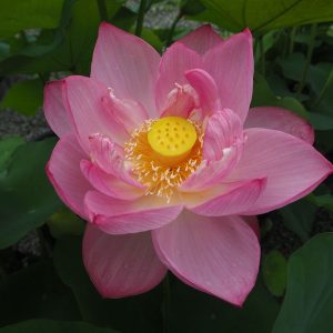 巨椋大黒（おぐらだいこく）紅・一重・中型・巨椋池品種・内田又夫氏育成・名前は地名に由来する