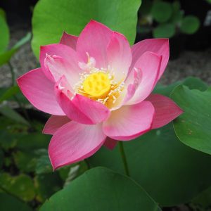 紅雀（べにすずめ）紅・一重・小型・中国荷花研究所・金雀の自然交配種