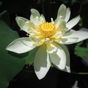 小金鳳（しょうきんぽう）黄紅・一重・小型・中国武漢市園林研究所育成