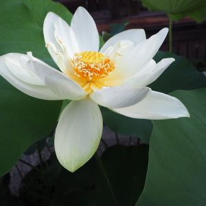 黄玉杯（こうぎょくはい）黄白・一重・大型・内田又夫氏育成・王子蓮交配種