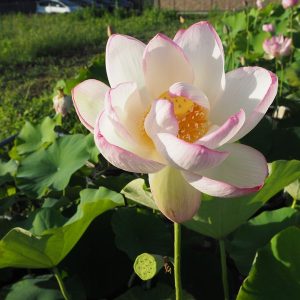 酔妃蓮（すいひれん）爪紅・一重・大型・日本在来品種・お姫様が酔って頬を染めたような色合い