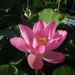 皇居和蓮（こうきょわれん）桃・一重・大型・伝承種・皇居内蓮池