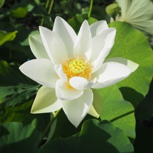 真如蓮（しんにょれん）白・一重・大型・山口県西円寺で古くから植栽・旧名「天女蓮」