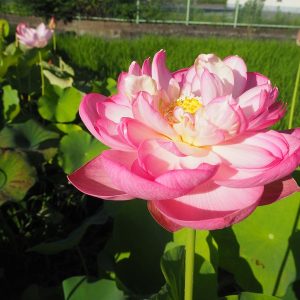 杏花春雨(きょうかしゅんう)桃・八重・中型・中国武漢市東湖風景区・紅千葉×厦門碗蓮
