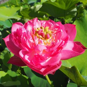 寿星桃（じゅせいとう）爪紅・八重・中型・中国浙江省杭州市伝統保留品種