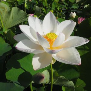巨椋の曙（おぐらのあけぼの）爪紅・一重・大型・巨椋池品種・愛称「キツネ」