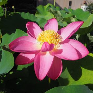 青菱紅蓮