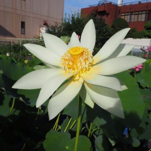 剣舞（けんまい）黄白・一重・大型・中国北京植物園育成・舞妃蓮自然交配種
